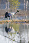 walking Common Crane