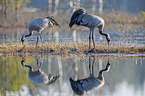 Common Cranes