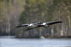 flying Common Cranes