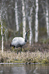 standing Common Crane