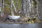 walking Common Crane