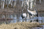 Common Cranes