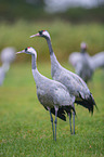 Common Cranes