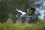 flying Common Crane
