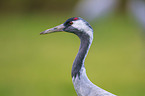 Common Crane portrait