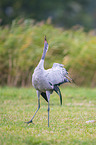walking Common Crane