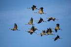 flying Common Cranes