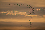 flying Common Cranes