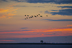 common cranes