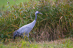 common crane