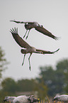 common cranes