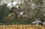 common cranes