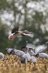 common cranes