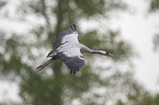 common crane