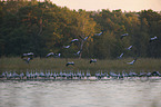 common cranes