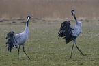 common cranes