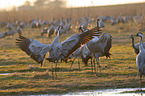 common cranes