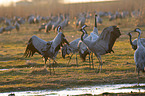 common cranes