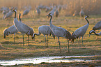 common cranes