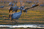 common cranes