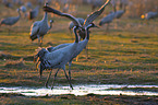 common cranes