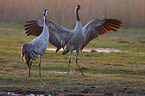 common cranes