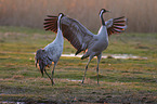 common cranes