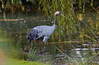 standing Common Crane