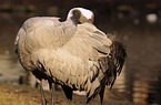 Common Crane