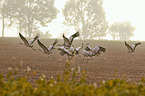 common cranes