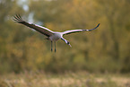 common crane