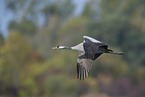 common crane