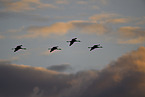 common cranes