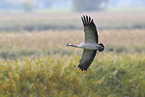 common crane