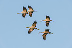 common cranes