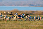 common cranes