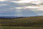 common cranes