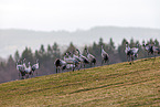 common cranes