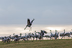 common cranes