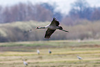 common crane