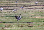 common cranes