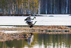 common cranes