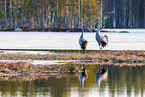 common cranes