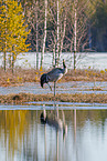 common crane