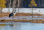 common crane