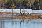 common cranes