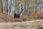 common crane