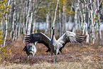 common cranes