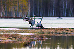 common cranes