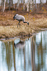 common crane